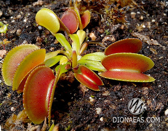 Dionaea muscipula Microdent