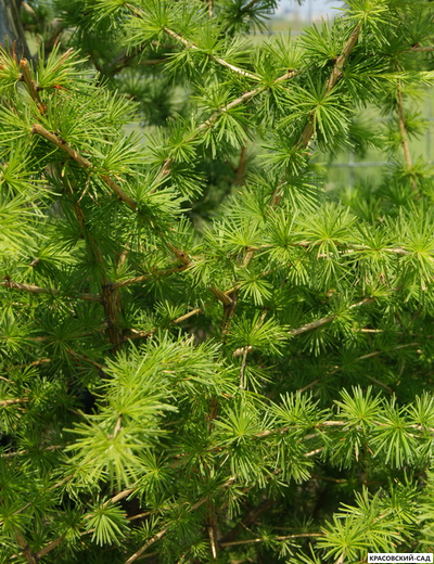 Лиственница европейская - Larix decidua