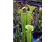 Sarracenia hybrid 11