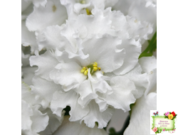 Свадебный Букет (К. Морев)