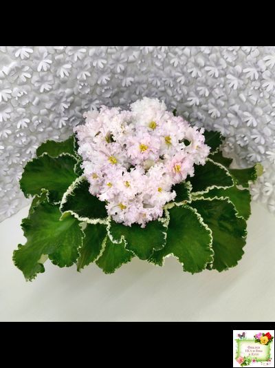 АВ-Богатая Невеста (Фиалковод) 2020 г.