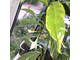 Tabernaemontana Divaricata ‘Cream margin leaf’