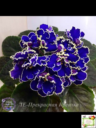 ЛЕ-Прекрасная Креолка (Е. Лебецкая) 2009 г