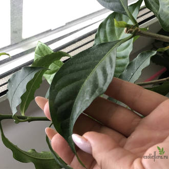 Табернемонтана Бангсафан зеленая / T. Divaricata ‘Bangsaphan Dream’ (green leaf)