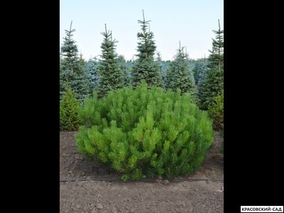 Сосна крючковатая - Uncinata