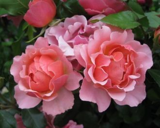 Жан Кокто (Jean Cocteau),Meilland .