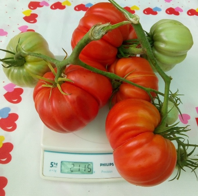 Томат Большие от Реми (Grosses de Remy, Франция)