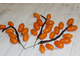 Оранжевый Киз (Orange Keyes)