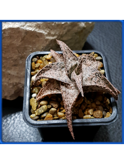 Aloe 'Donniae' (Kelly Griffin hybrid)