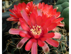 Gymnocalycium baldianum - 5 семян