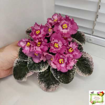 Aftershock (P. Sorano)