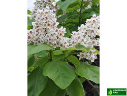 Катальпа бигнониевидная  (Макаронное дерево)