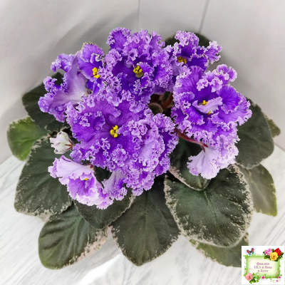 Н-Озёрный Край (Н. Бердникова) 2018