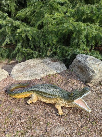 Крокодил 15*40см   1,2кг   полистоун Россия 1844/012457*