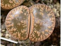 Lithops aucampiae (Kuruman form) C011 - 10 семян