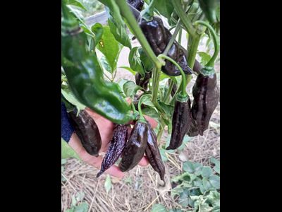 Перец острый  Machu Picchu