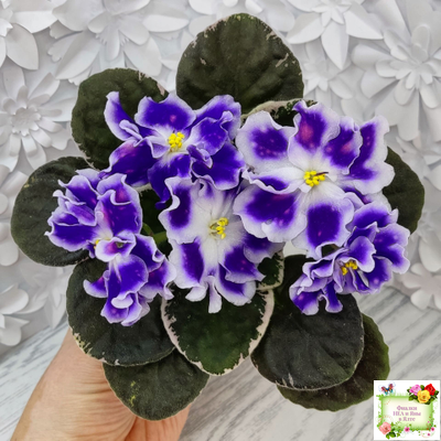 ВаТ-Монарх (Т. Валькова) 2016 г.