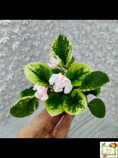 LV-18 сеянец (Л. Шевелёва) (стартер)