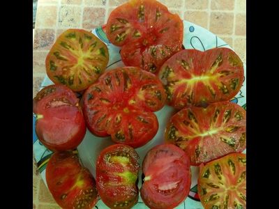 Томат Sandburg GVR