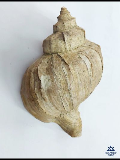 Раковина Рапаны сувенир морская ракушка
