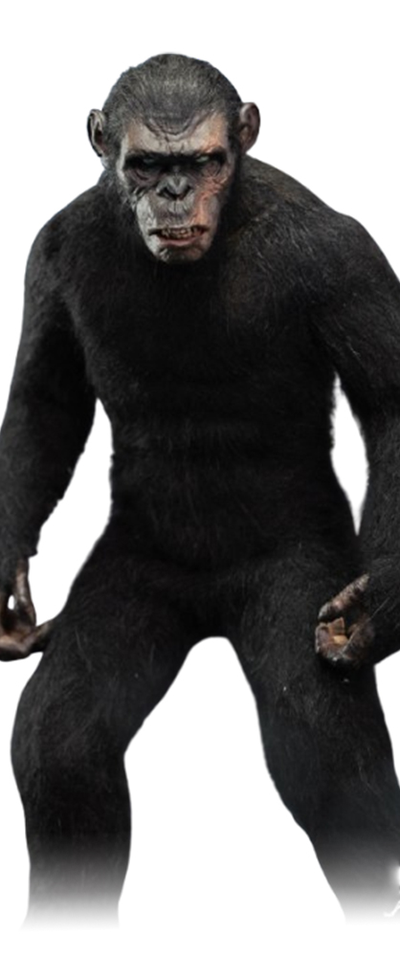 Шимпанзе Коба (серия "Планета Обезьян") - Коллекционная ФИГУРКА 1/6 Ape Leader Standard ver (DYM202404A) - Hell Cat