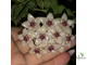 Hoya gildingii