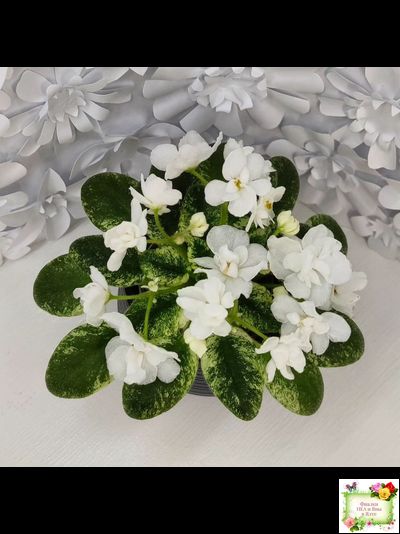 Scales White (Е. и Я. Немчиновы) 2025 г. (детка)