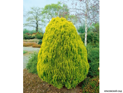 Туя Ауреа Нана - Aurea Nana