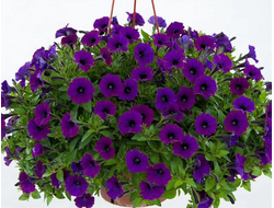 ПЕТУНИЯ АМПЕЛЬНАЯ СИНЯЯ ОПЕРА БЛЮ В КАШПО 4 ЛИТРА