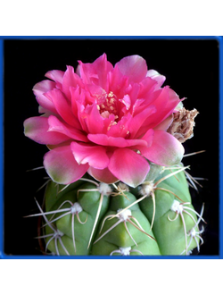 Gymnocalycium denudatum cv. Jan Suba