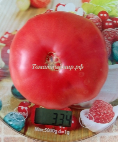 Томат Настоящий Бельмонте из Калабрии (Belmonte vero Calabro, Italy)