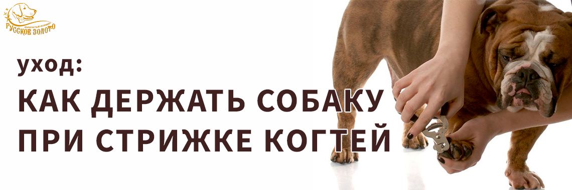 Статья - Уход: как держать собаку при стрижке когтей