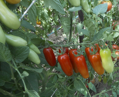 Томат  Черевички