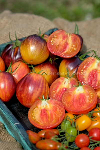 Томат Огненный Тюрбан, 10 шт