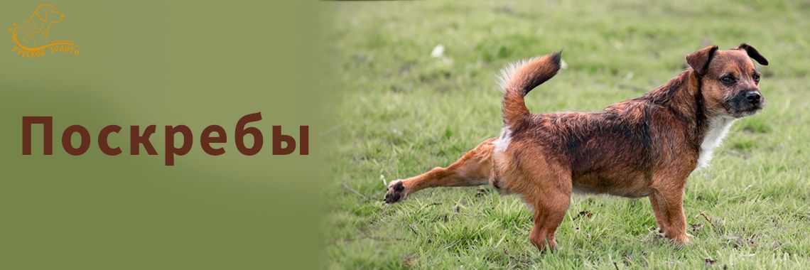 Статья - Поскребы