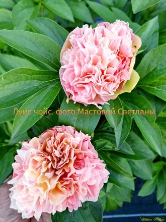 Paeonia Lois Choiсe