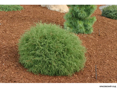 Туя Мистер Боулинг Болл - Mr. Bowling Ball