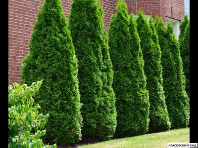 Туя Колумна - Columna