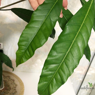 Ficus (T18) Mango leaf / фикус Нервоза