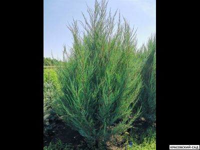 Можжевельник СкайРокет 5 метров