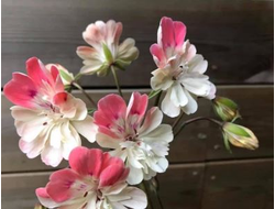 Пеларгония Lara Tamara