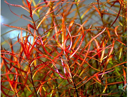 Людвигия аркуата красная (меристемная) Шри-Ланка