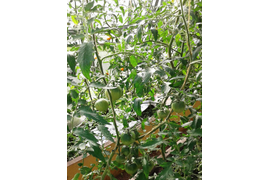 сорт Японка, тонкий куст. 30 июня 2023