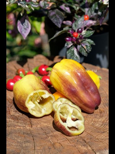 Перец сладкий Blot (Клякса), 10 шт