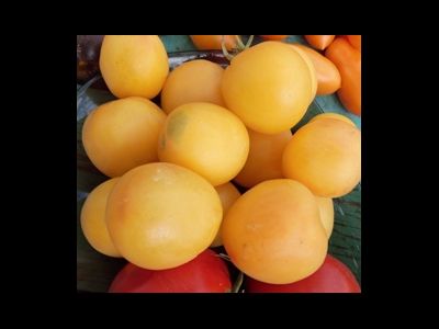 Томат Абрикосовый джем (Apricot jam)