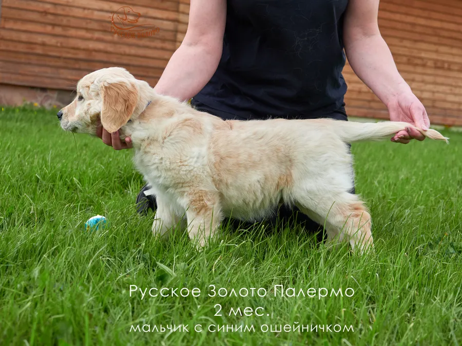 2 месяца. Мальчик СИНИЙ ошейничек