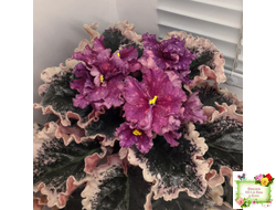 ВаТ-Калейдоскоп (Т. Валькова) 2015 г.