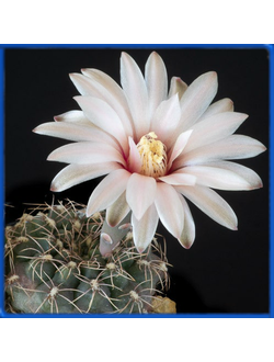 Gymnocalycium erinaceum HT 87-3/1637