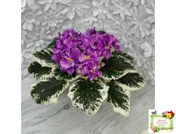 ВаТ-Шоколадное Настроение (Т. Валькова) 2019 г.