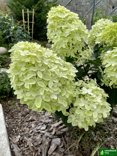 Гортензия метельчатая "Graffiti" (Граффити)